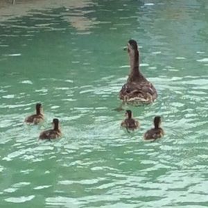 Meet your Posher, Izzy